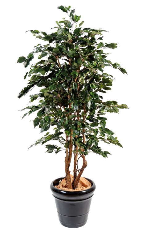 Ficus Exotica Artificiel Vert De Cm Ficus Artificiels Vert Espace