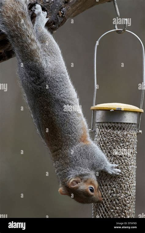 Squirrel Feeder Hi Res Stock Photography And Images Alamy