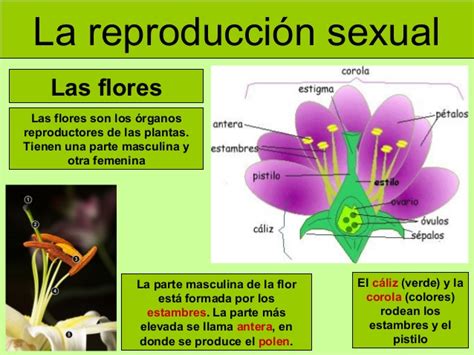 Características Y Diferencias Entre La Reproducción Sexual Y Asexual