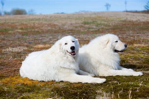 Il Pastore Maremmano Abruzzese Pensione Per Il Tuo Cane