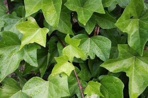 Hedera Helix Una Planta Que Absorbe La Humedad