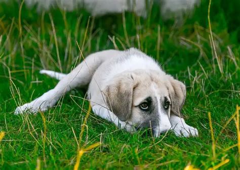 Krebs Bei Hunden Symptome Und Behandlung