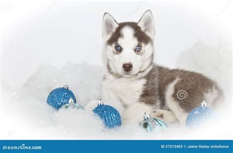 Beautiful Christmas Husky Puppy Royalty Free Stock Photo Image 27513405