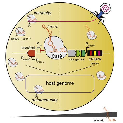 A Natural Single Guide Rna Repurposes Cas9 To Autoregulate Crispr Cas