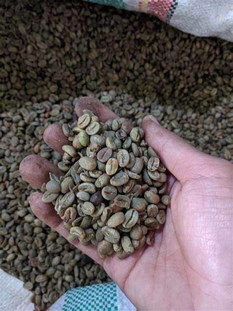 Green Bean Coffee Bean Inaexport