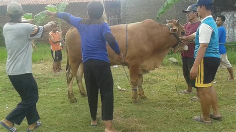 Sapi Ngamuk Saat Idul Adha Jarot Madana