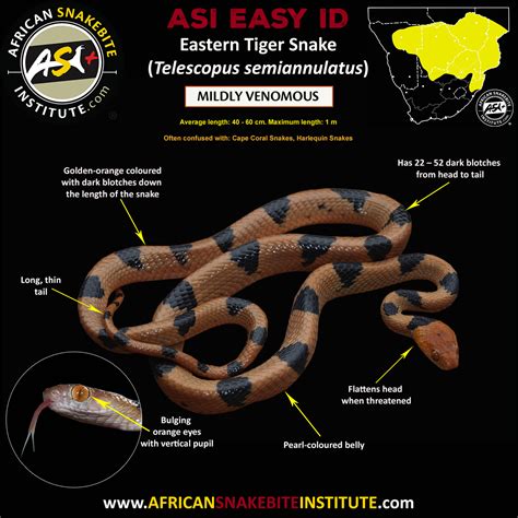 Eastern Tiger Snake African Snakebite Institute