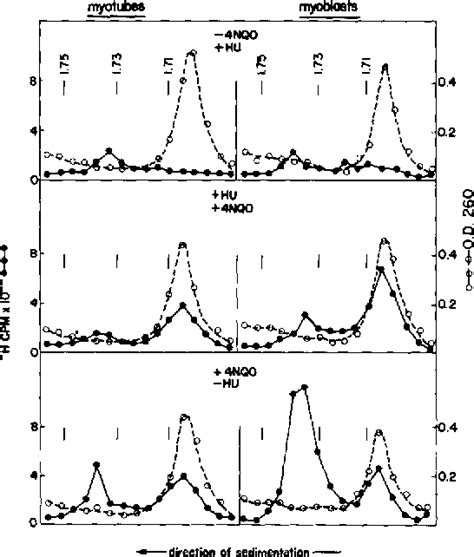 Figure From Reduced Dna Repair During Differentiation Of A Myogenic