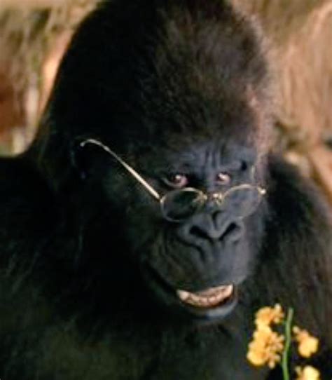 George Of The Jungle Gorilla