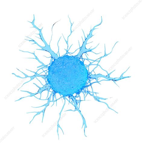 Illustration Of A Cancer Cell Stock Image F023 6624 Science Photo