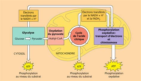 Terminale Spécialité Svt La Respiration Cellulaire Innover En Svt