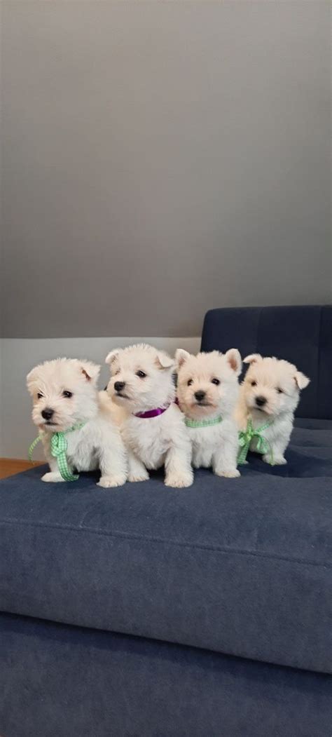 Szczeniak West Highland White Terrier Nochowo Olx Pl