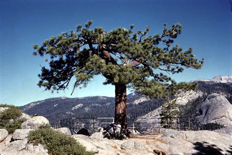 Pinus Jeffreyi Pinaceae Image 1939 At PhytoImages Siu Edu