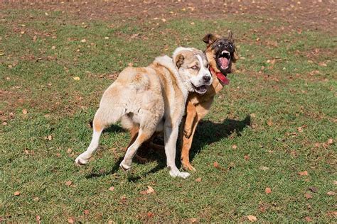 What Dog Breeds Have Hackles