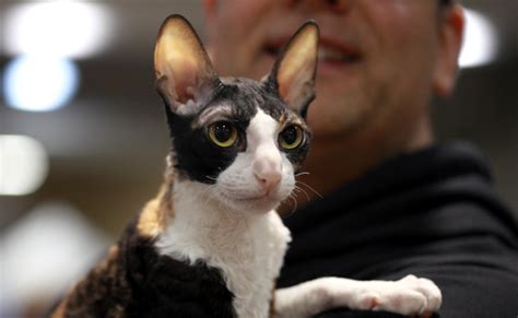 Le Cornish Rex Caractère Origine Conseils Délevage Santé