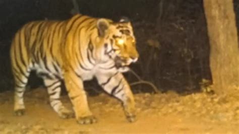 Royal Bengal Tigers In Odisha All Eyes On State Govt After Ntca Nod To