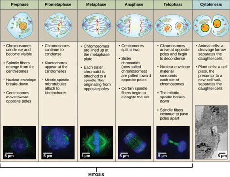 7. The Cell Cycle – Human Biology 2nd edition