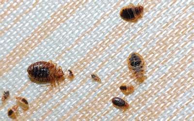 How To Prevent Bed Bugs Infestation In Your Home