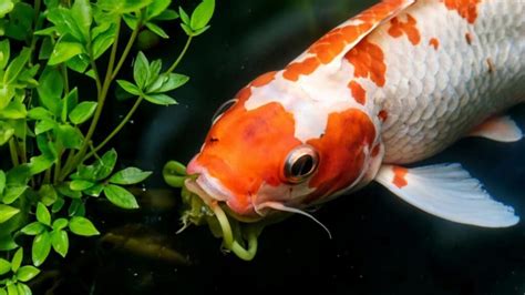 Do Koi Eat Pond Plants Exploring The Feeding Habits Of Koi In Garden Ponds