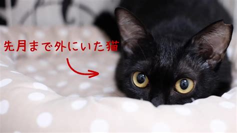 心を開き始めた野良猫、1ヵ月の変化が可愛すぎた【家猫修行】 Youtube