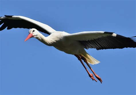 Stork Symbolism: 11 Spiritual Meanings of Stork