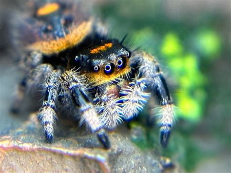 Female Juvenile Phidippus Regius Regal” Jumping Spider 35 True Spider