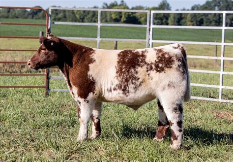 Shorthorn Plus Show Cattle