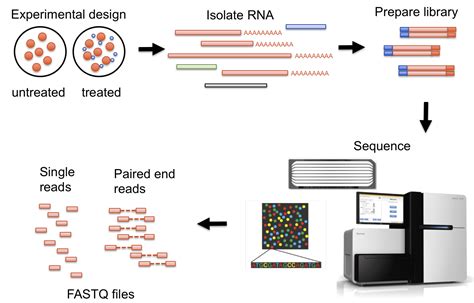 Rna Sequencing Definition Principle Steps Types Uses 53 Off