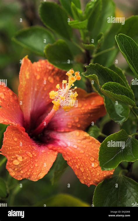 Peach Color Hibiscus Fotos Und Bildmaterial In Hoher Aufl Sung Alamy