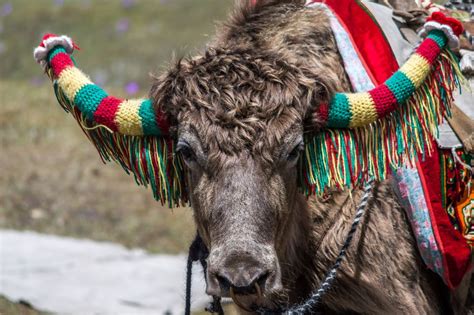 What Is a Yak? 8 Spectacular Facts About Yaks