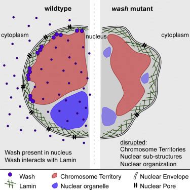 Wash Interacts With Lamin And Affects Global Nuclear Organization