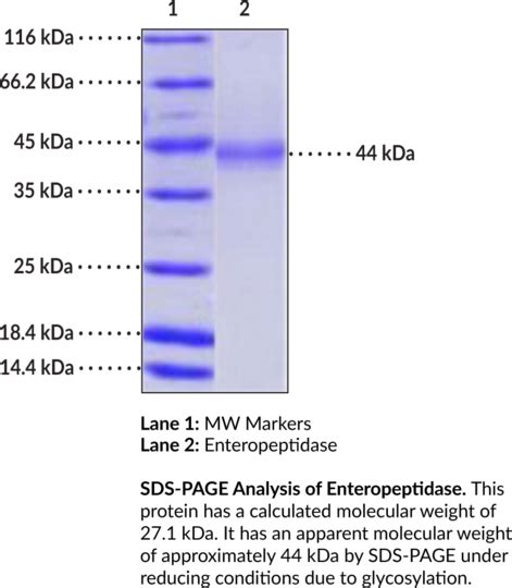 Enteropeptidase (bovine, recombinant)