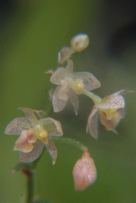 Platystele Microtatantha Wiel Driessen Flickr