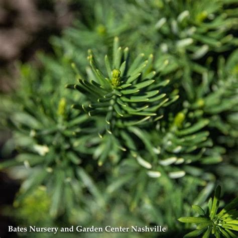 6 Cephalotaxus Harringtonia Fastigiata Upright Japanese Plum Yew