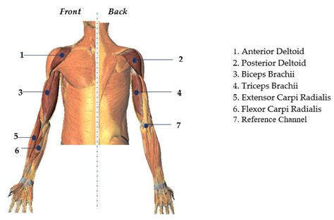 Electrode Placement Position On Upper Limb S Muscles The Numbers