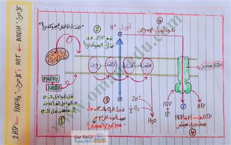 ملخص سلسلة نقل الإلكترونات أحياء للصف الثاني عشر المناهج العمانية