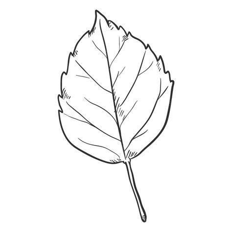 Premium Vector | Vector black sketch illustration leaf of birch