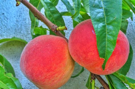 PRUNUS persica Reine des Vergers Pépinières Ripoche Nantes