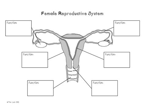 19 1 Organs Of The Female Reproductive System Diagram Quizlet