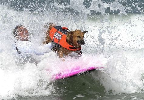 Scenes FromThe 2012 Incredible Surfing Dog Challenge | Working dogs ...