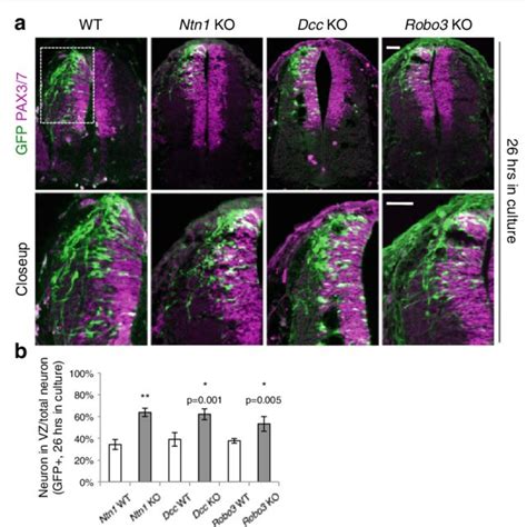 Neuroprogenitor Migration In Ntn1 Dcc And Robo3 Knockouts A Cross