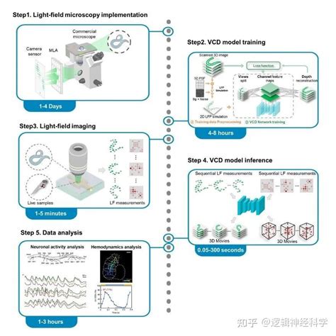 Star Protocols︱华中科技大学费鹏团队发表用深度学习光场荧光显微镜技术实现活体样本的超快速高分辨三维成像的实验方案 知乎