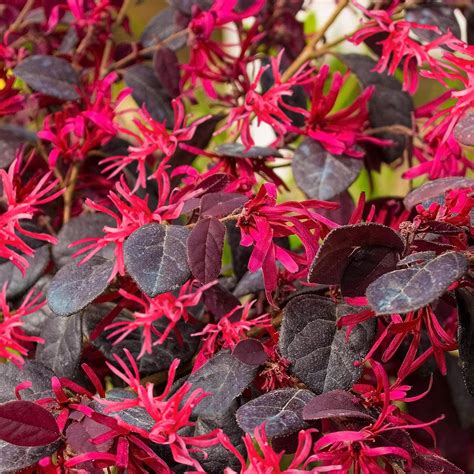 Loropetalum Plum Gorgeous Chinese Fringe Flower Evergreen Potted