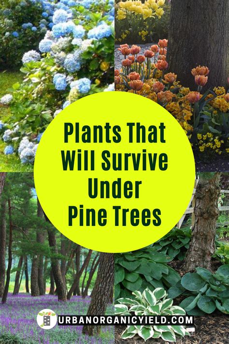 17 Best Plants That Grow Under Pine Trees Artofit