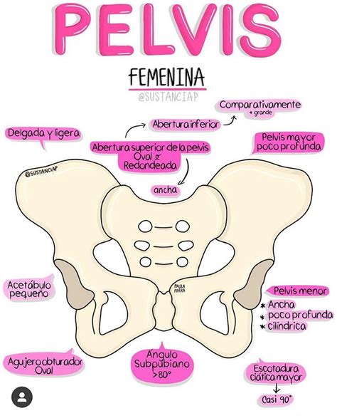 Santiago Rhenals Acuña En Instagram Pelvis Masculina 👨 🆚 Pelvis