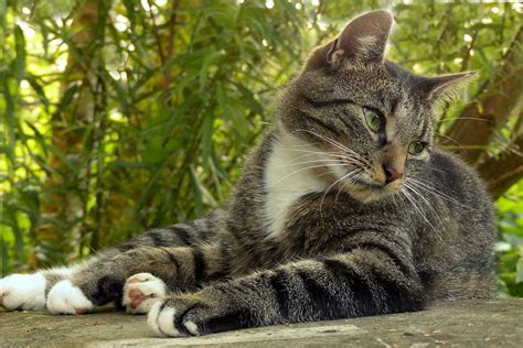 1280x800 wallpaper | silver tabby cat | Peakpx
