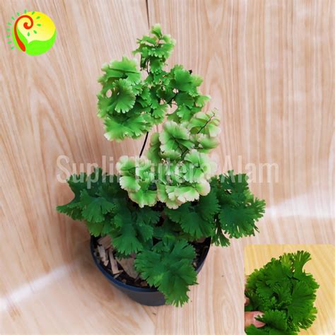 Jual Tanaman Hias Suplir Suplir Liviana Adiantum Fern Tanaman Paku