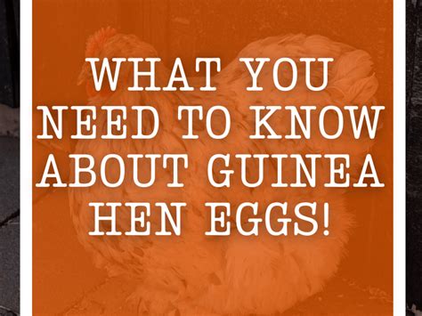 What You Need To Know About Guinea Hen Eggs!