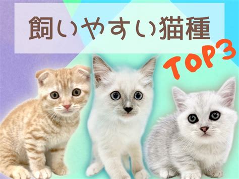 おすすめ猫種 初めての子猫を迎える方必見飼いやすい猫種ランキング マルワンBLOG ペットショップ マルワン 小さめ子犬 美形な