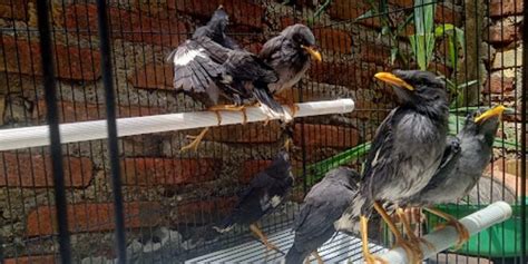 Harga Burung Jalak Kebo Terbaru Semua Jenis Mulai Usia Anakan